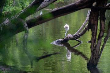 Elegant Bird Perched by Tranquil Water
