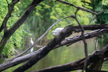 Serene Water Scene with Natural Elements