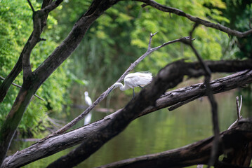 White Bird on Branch near Calm Water