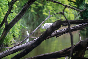 Elegant Bird in Calm Water Landscape