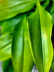 Obraz premium close up of green leaves