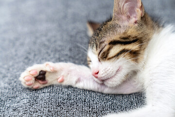 Adorable tabby kitten sleeping peacefully on soft grey blanket, close up of cute baby cat resting indoors, cozy and calm domestic pet photo perfect for animal care, sleep, or pet lifestyle themes