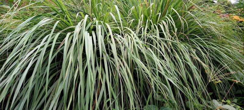 Lemongrass (Cymbopogon citratus). This plant is commonly used as a spice in cooking and herbal medicine