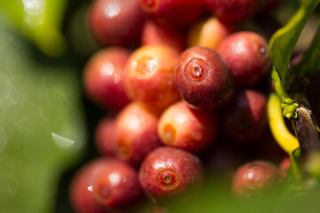 Farmer concept harvest fruit ripe coffee seed robusta arabica berry close up fresh green leaf bean...