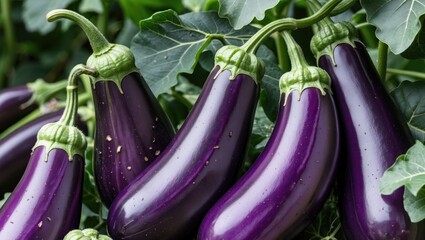 Vivid shot of farm-fresh purple brinjals in a bustling market scene