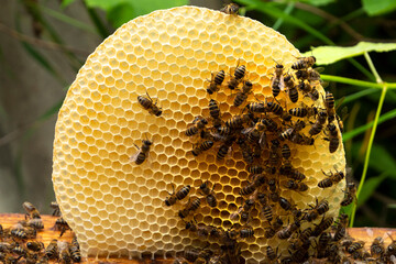 Creating honeycombs outside the hive frame.
Sometimes bees build small "frames" of wax honeycomb. This is to be able to warm the larvae developing in them.
