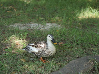 舎人公園、草地で休んでいるカモ