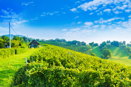 Picturesque landscape in Plesivica in Croatia, popular Croatian wine region and tourist destination