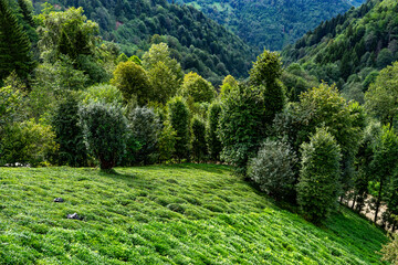 Lush green tea plantation thrives on hillside of Camlihemsin, Rize, Turkey, near Black Sea