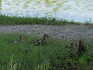 舎人公園にて、池のそばで休んでいるカモ