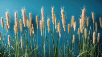Fototapeta premium Miscanthus grass on a vibrant blue and green backdrop
