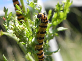 Cinnabar moth caterpillar feeding on ragwort