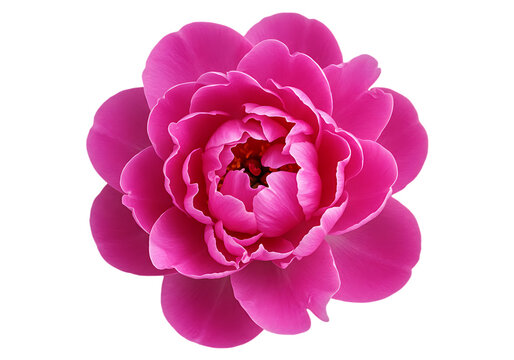 Vibrant pink peony flower isolated on transparent background