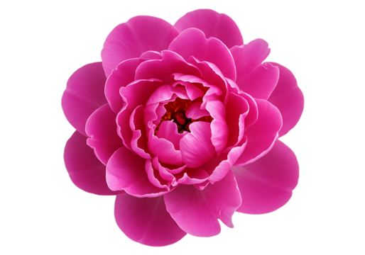 Vibrant pink peony flower isolated on transparent background - Powered by Adobe