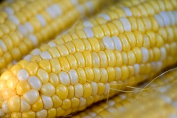 close up of corn