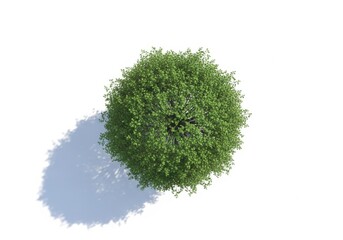 Aerial view of verdant tree casting shadow, isolated against white surface