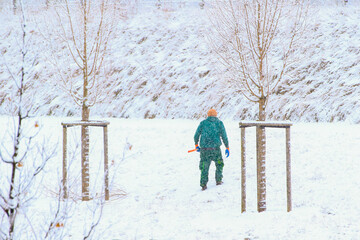 Worker Cutting Young Tree Branches in Winter