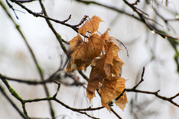 Empty Tree Branches Silhouettes with Raindrops Autumn
