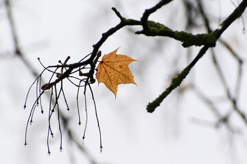 Empty Tree Branches Silhouettes with Raindrops Autumn