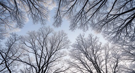 Winter Sky View Through Icy Bare Tree Branches and Frost-Covered Twigs on a Cold, Sunny Day