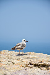 seagull on a rock
