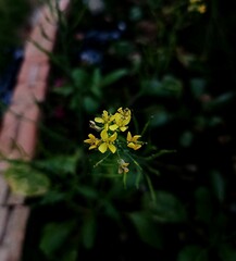 mustard flowers have a bright yellow color