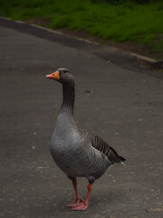 goose on the road