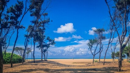 Pristine sands meet clear blue skies at Dhanushkodi Beach, framed by natural coastal trees. A serene landscape perfect for relaxation and reflection.