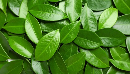 Close-up of many vibrant green leaves