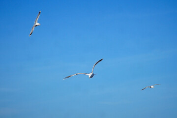 Three seagulls in flight against a blue sky. Selective focus.