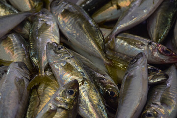 fresh fish at the market