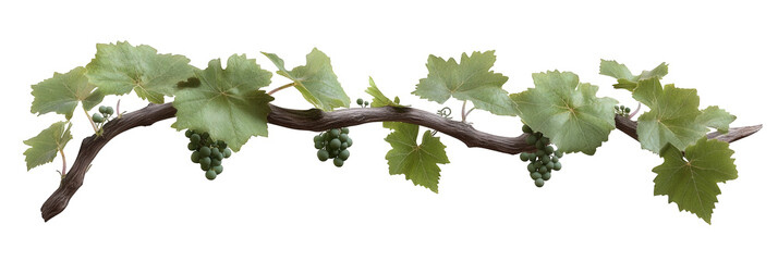 Beautiful green grape vine with leaves and clusters of unripe grapes, perfect for harvest or wine themes