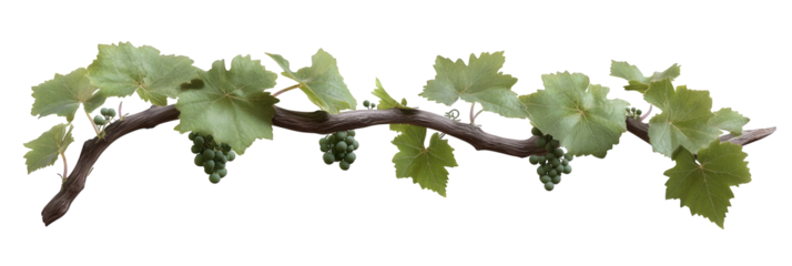 Beautiful green grape vine with leaves and clusters of unripe grapes, perfect for harvest or wine themes