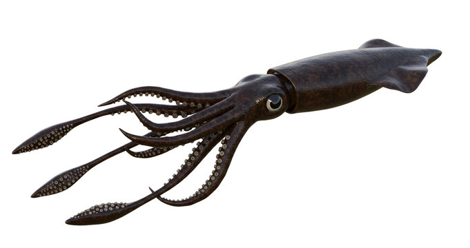 Realistic giant squid floating with tentacles spread, isolated background
