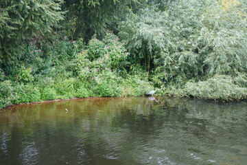 Nottingham Princess, England - August 16 2025: Lush riverside vegetation reflected in calm water...