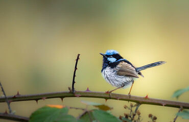 Superb Fairy Wren on a perch
