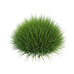 Lush green grass bush isolated on transparent background