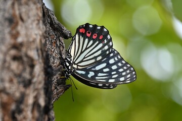 樹液を吸うアカボシゴマダラ蝶