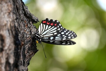 樹液を吸うアカボシゴマダラ蝶
