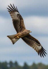 Obraz premium Majestic black kite soars through the expansive skies, a symbol of nature's boundless freedom