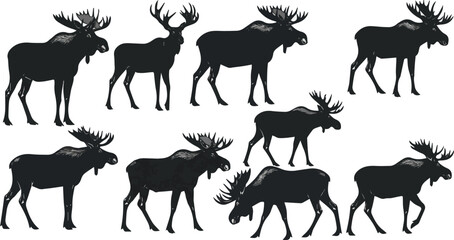 Isolated a kinds of deferent Moose silhouette vector, illustration, wild moose for wildlife design, standing, walking, eating, antlers, male, female, shapes, outline, profile, view of moose vector art