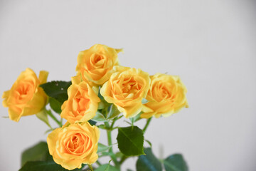 Naklejka premium 黄色い薔薇