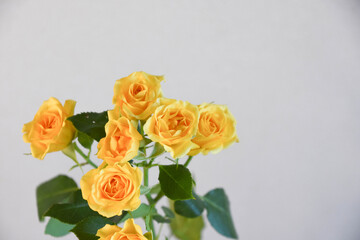 Fototapeta premium 黄色い薔薇