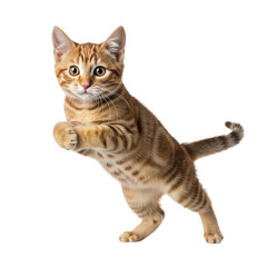 Obraz premium Playful orange tabby kitten pounces with joy