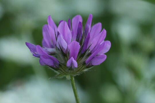 Closeup on a purple flowering  Arabian pea or pitch trefoil, Bituminaria bituminosa