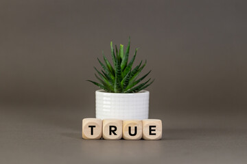 The word TRUE on wooden cubes, gray background, succulent, copy space, conceptual word