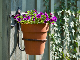 flowers in a pot on the house wooden wall