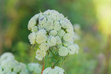 Pycnanthemum virginianum grows in autumn. Pycnanthemum virginianum is growing in cottage garden....