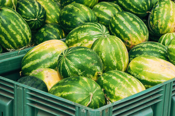 Fototapeta na wymiar Freshly harvested watermelons stacked in green plastic crates at a local market in Halkidiki, Greece.