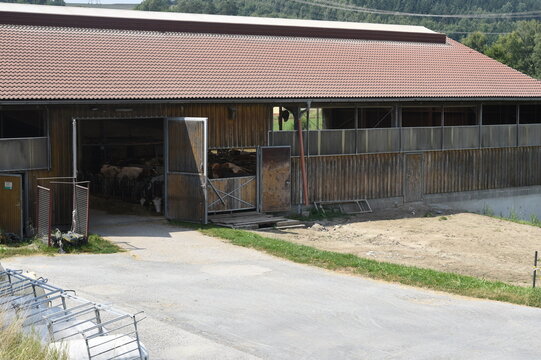 Rinderstall